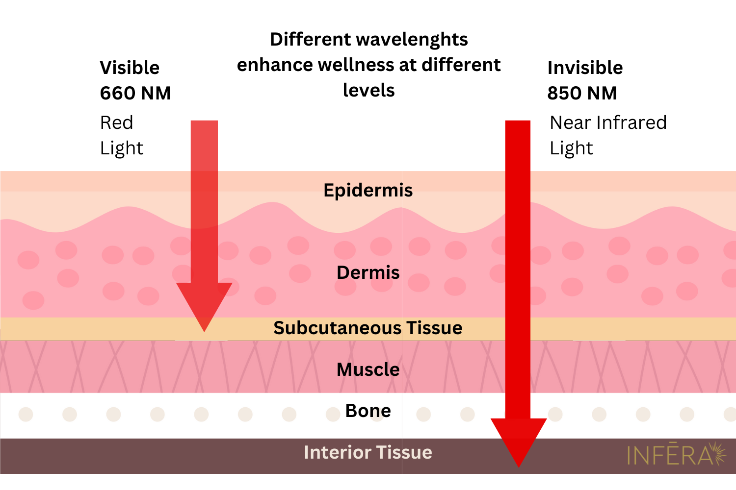 Red Light and Infrared Light Wavelenghts
